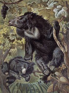 Oso perezoso de Wilhelm Kuhnert