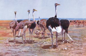 Avestruz Somalí, ilustración de Fauna del Mundo, c.1910