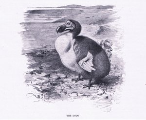 El Dodo, ilustración de Fauna del Mundo, c.1910 de Wilhelm Kuhnert