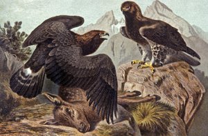 El Águila Real, c.1910 (ilustración)