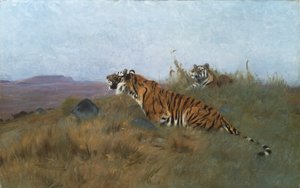 Tigres acechando a su presa