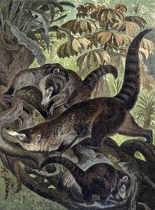 coatí narigudo de Wilhelm Kuhnert