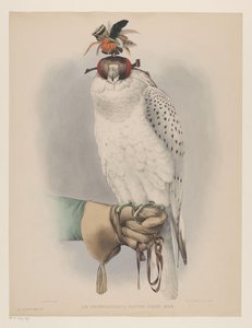 Halcón blanco de Groenlandia Le groënlandais, faucon blanc mué (título sobre el objeto) de Willem Bastiaan van Wouw (possibly)