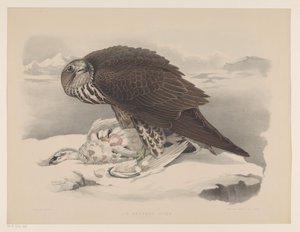 halcón gerifalte con perdiz nival Le gerfaut sors (título sobre objeto) de Willem Bastiaan van Wouw