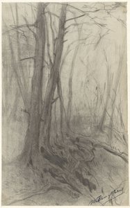 Árboles en un bosque