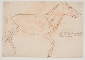 Estudio anatómico y de proporciones. Un caballo de Willem Panneels