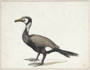 Cormorán