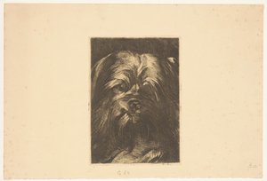 Hond Phoebus de Willem Arnoldus Witsen