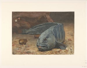 Lobo de mar en el fondo de un acuario de Willem Arnoldus Witsen