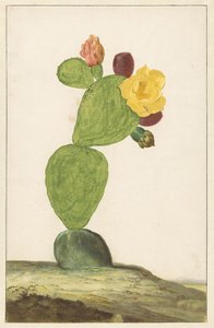 Higo chumbo en flor de Willem de Heer