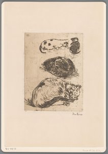 Estudio de los gatos (título original)