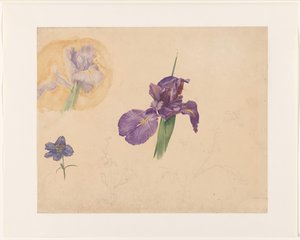 Estudios de un iris y un delfinio de Willem van Konijnenburg