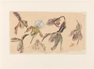 Siete estudios sobre orquídeas de Willem van Konijnenburg