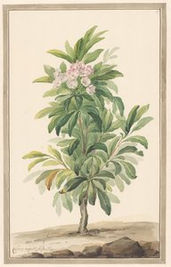 Árbol de la cuchara de hoja estrecha en el paisaje (Kalmia Angustifolio)