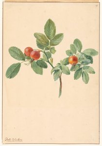 Rama con escaramujos