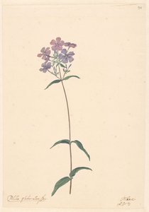 Rama de un phlox