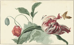 tulipán y una amapola