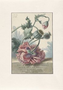 Amapolas
Impresión del título para: W. van Leen y J.C. & J.A. Coebergh, Flores grabadas, 1804