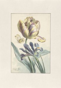 Tulipán e Iris