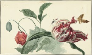 Tulipán y amapola