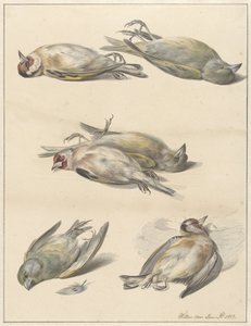 Seis pájaros muertos
