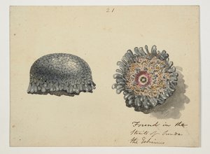 WD 961 f.21 de William Alexander
