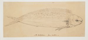 WD 961 f.24 de William Alexander