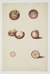 WD 961 f.25 de William Alexander