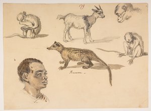 f.65 179 Cabeza de hombre, mapache, cabra y monos, de un Álbum de 372 dibujos de paisajes, costas, trajes y vida cotidiana realizados durante la embajada de Lord Macartney ante el Emperador de China, entre 1792 y 1794 (lápiz y acuarela sobre papel)