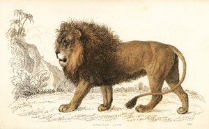 León africano, Panthera leo. Vulnerable. ,1834 (grabado)
