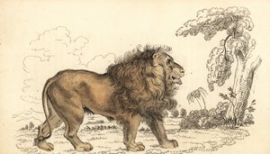 León asiático, en peligro de extinción, Panthera leo leo. ,1834 (grabado) de William Alexander Forbes