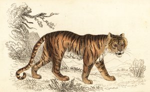 Tigre de Bengala, Panthera tigris tigris.,1834 (grabado) de William Alexander Forbes