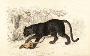Jaguar negro, Fanthera pardus.,1834 (grabado) de William Alexander Forbes