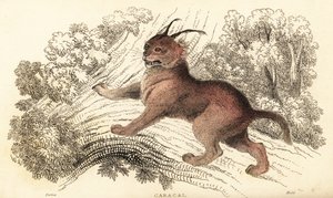 Caracal, Caracal caracal.,1834 (grabado) de William Alexander Forbes