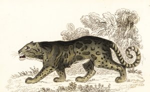 Leopardo nublado, Neofelis nebulosa.,1834 (grabado) de William Alexander Forbes