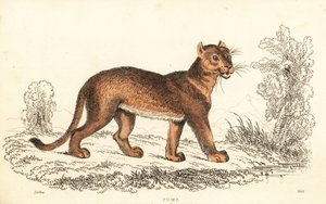 Puma concolor, 1834 (grabado) de William Alexander Forbes