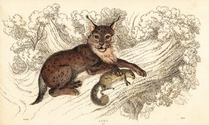 Lince euroasiático, Lynx lynx.,1834 (grabado)