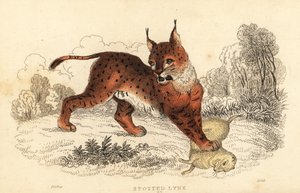 Lince euroasiático, Lynx lynx.,1834 (grabado) de William Alexander Forbes