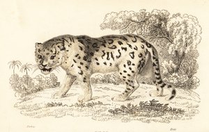Jaguar, Panthera onca.,1834 (grabado)