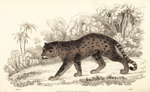 Jaguarundi, Puma yagouaroundi.,1834 (grabado)