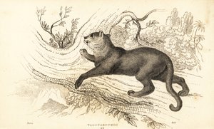 Jaguarundi, Puma yagouaroundi.,1834 (grabado) de William Alexander Forbes
