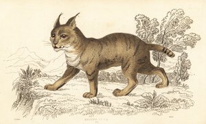 Gato de la selva, Felis chaus. ,1834 (grabado)