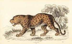 Leopardo, Panthera pardus, vulnerable, 1834 (grabado)