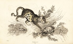 Margay, Leopardus wiedii.,1834 (grabado)