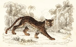 Margay, Leopardus wiedii catenata. ,1834 (grabado) de William Alexander Forbes