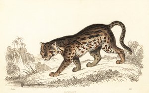 Ocelote, Leopardus pardalis.,1834 (grabado)
