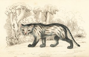 Gato de las pampas o pantanal, Leopardus colocola. ,1834 (grabado) de William Alexander Forbes