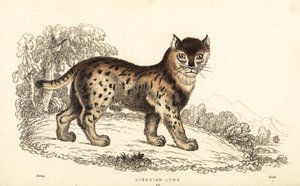 Lince siberiano, Lynx lynx wrangeli (Felis lynx).,1834 (grabado) de William Alexander Forbes