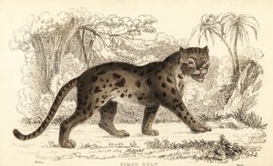 Gato leopardo de Sunda, Prionailurus bengalensis subsp. sumatranus. ,1834 (grabado) de William Alexander Forbes