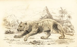 Tigre blanco, Panthera tigris tigris. En peligro de extinción. ,1834 (grabado) de William Alexander Forbes